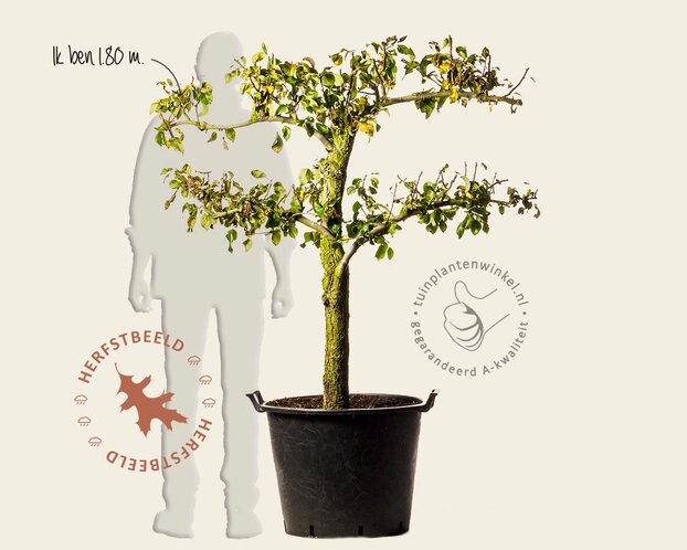 Alleen in winkel Pyrus communis 'Conference' - oude lei-vorm 2 etages
