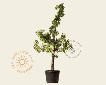Alleen in winkel Pyrus communis 'Gieser Wildeman' - oude laagstam