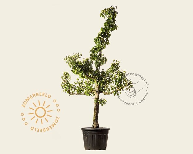 Alleen in winkel Pyrus communis 'Gieser Wildeman' - oude laagstam