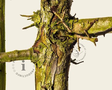 Alleen in winkel Pyrus communis 'Gieser Wildeman' - oude laagstam