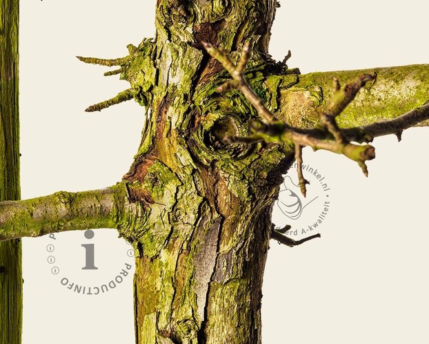 Alleen in winkel Pyrus communis 'Gieser Wildeman' - oude laagstam