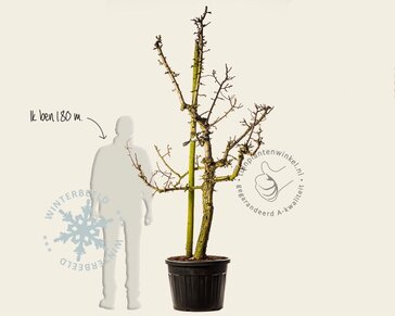 Alleen in winkel Pyrus communis 'Gieser Wildeman' - oude laagstam