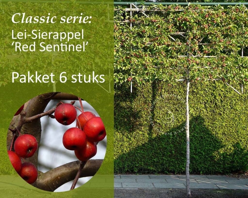 Lei-Sierappel 'Red Sentinel' - Classic - pakket 6 stuks + EXTRA'S!