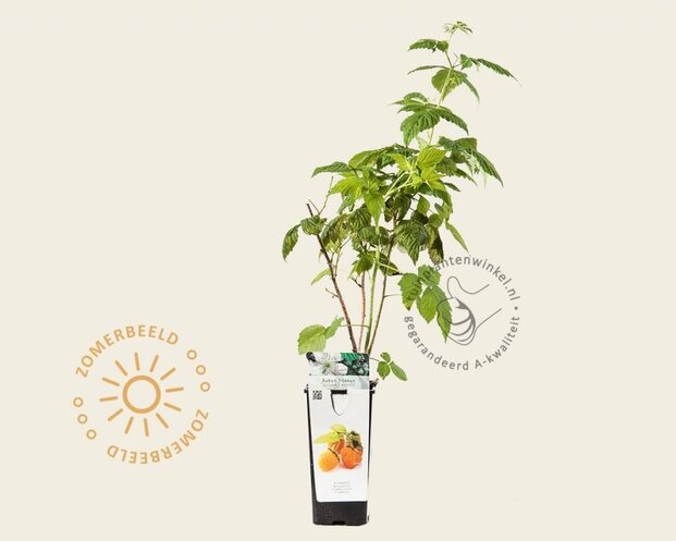 Rubus idaeus 'Golden Everest'