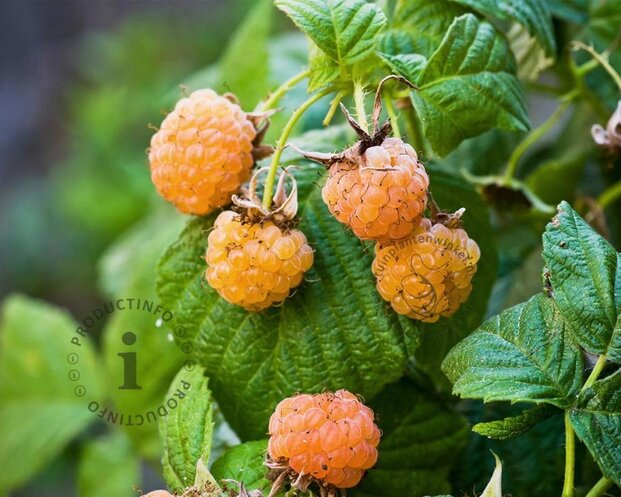 Rubus idaeus 'Golden Everest'