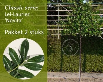 Lei-Laurier 'Novita' - Classic - pakket 2 stuks + EXTRA'S!