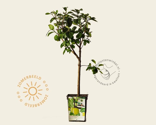 Prunus domestica 'Ontario' - mini