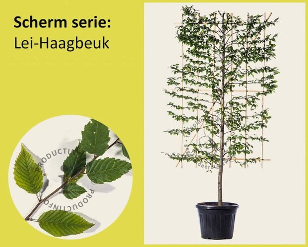 Lei-Haagbeuk - Scherm