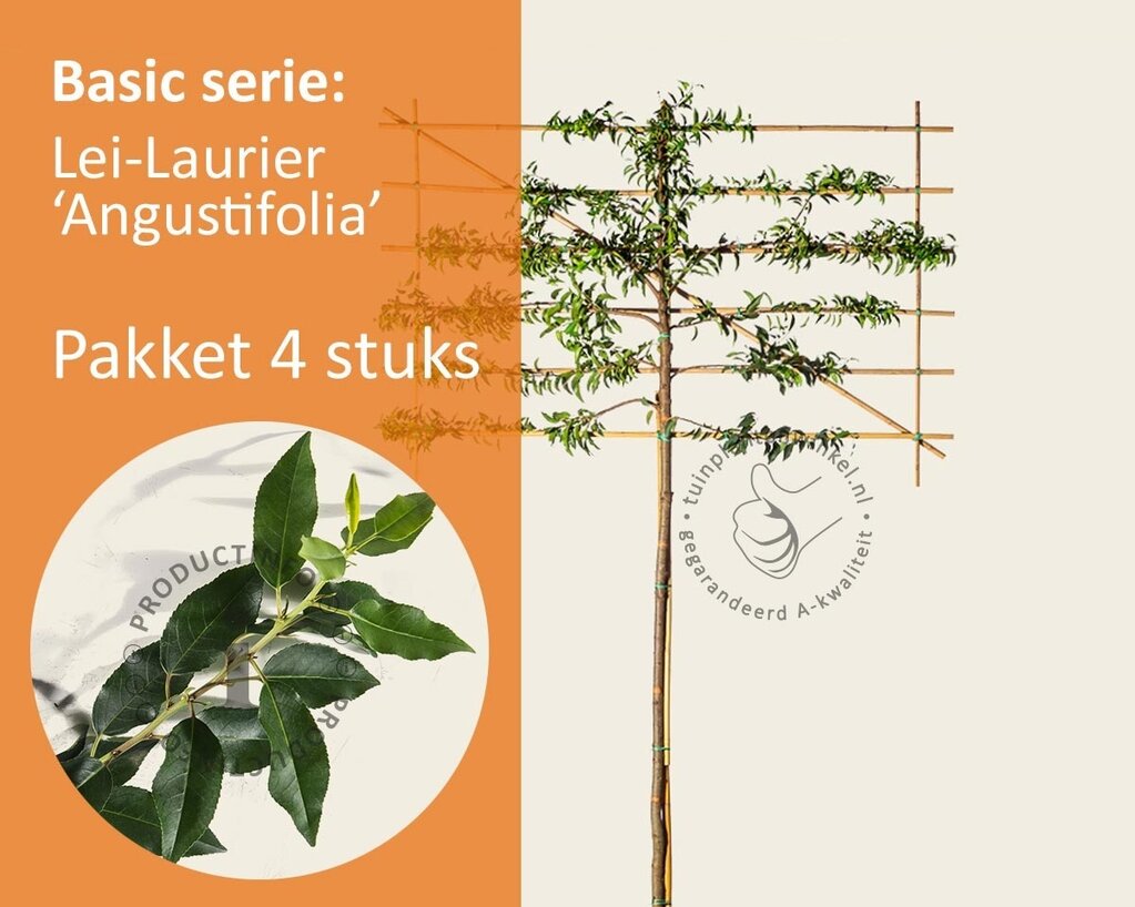 Lei-Laurier l. 'Angustifolia' - Basic - pakket 4 stuks