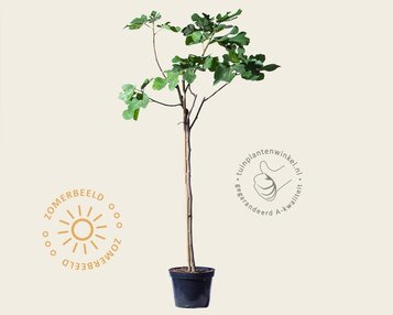 Ficus carica - halfstam image