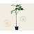 Ficus carica - halfstam