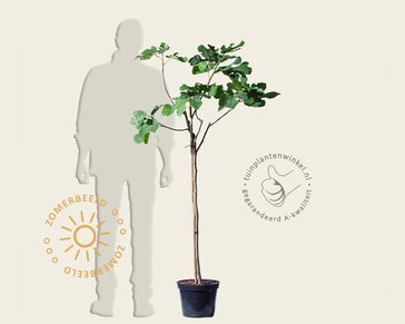 Ficus carica - halfstam