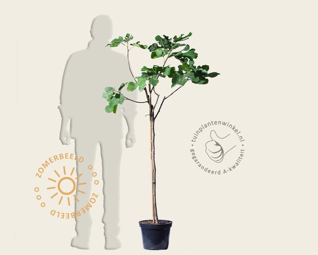 Ficus carica - halfstam
