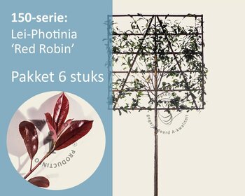 Lei-Photinia - 150 - pakket 6 stuks + EXTRAS!