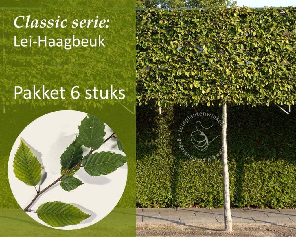 Lei-Haagbeuk - Classic - pakket 6 stuks + EXTRA'S!