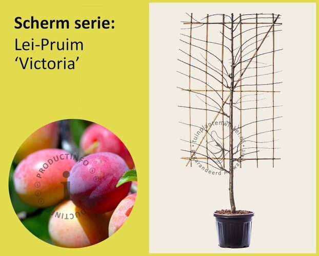 Lei-Pruim 'Victoria' - Scherm