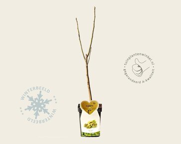 Juglans regia - mini
