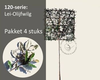 Lei-Olijfwilg - 120 - pakket 4 stuks + EXTRA'S!