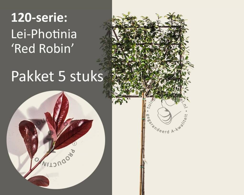 Lei-Photinia - 120 - pakket 5 stuks + EXTRAS!