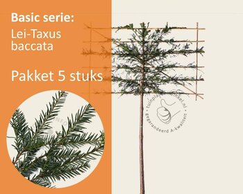 Lei-Taxus - Basic - pakket 5 stuks + EXTRA'S!