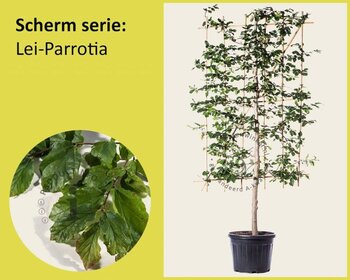 Lei-Parrotia - Scherm