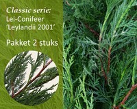 Lei-Conifeer leylandii - Classic - pakket 2 stuks + EXTRA'S!