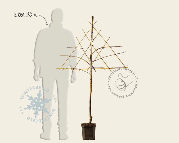 Prunus domestica 'Victoria' - lei-vorm