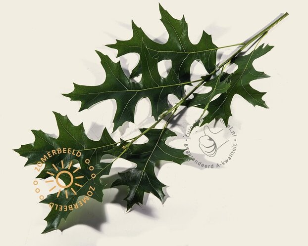 Lei-Moeraseik - Classic - pakket 4 stuks + EXTRA'S!