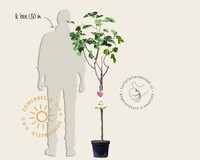 Ficus carica 'Blanca Gota' - halfstam