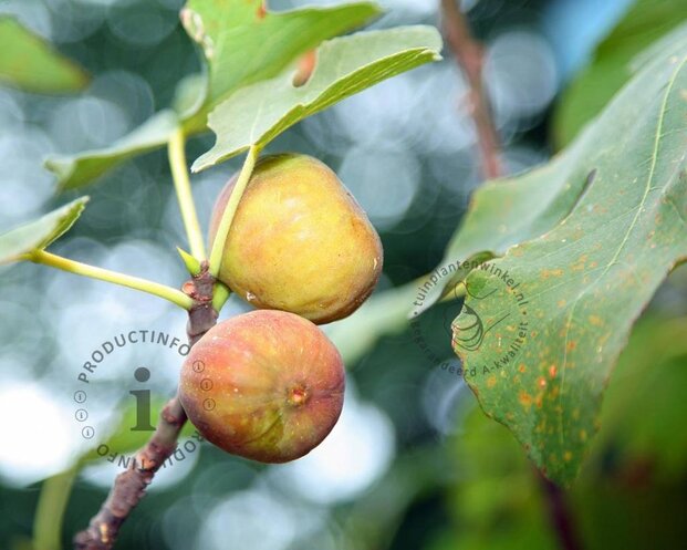 Ficus carica 'Blanca Gota' - halfstam