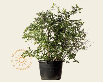 Vaccinium corymbosum - oud struikmodel image