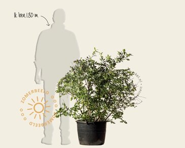 Vaccinium corymbosum - oud struikmodel