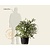 Vaccinium corymbosum - oud struikmodel