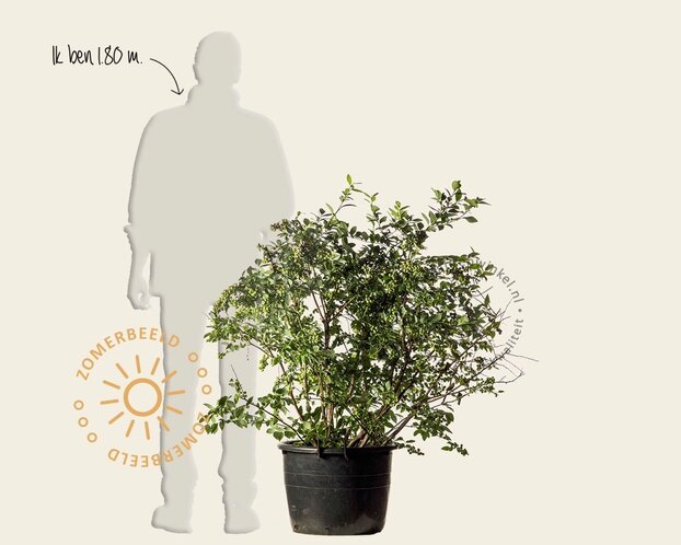 Vaccinium corymbosum - oud struikmodel