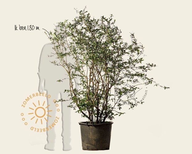 Vaccinium corymbosum - oud struikmodel