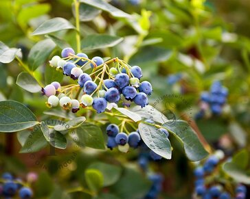 Vaccinium corymbosum - oud struikmodel