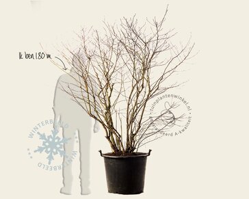 Vaccinium corymbosum - oud struikmodel