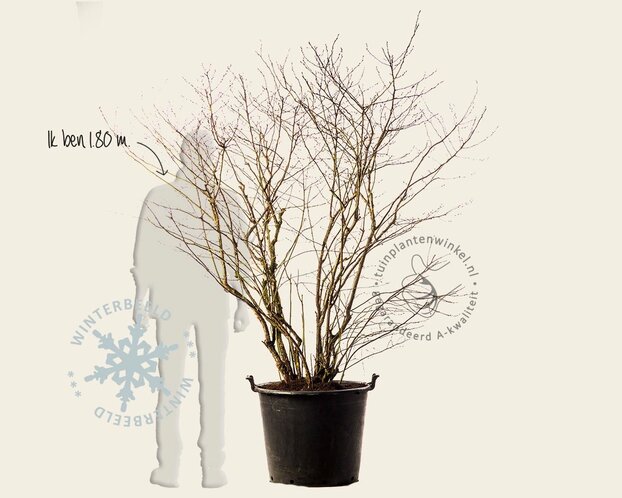 Vaccinium corymbosum - oud struikmodel