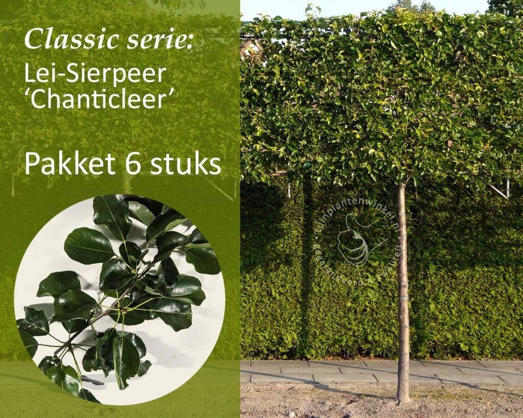 Lei-Sierpeer - Classic - pakket 6 stuks + EXTRA'S!