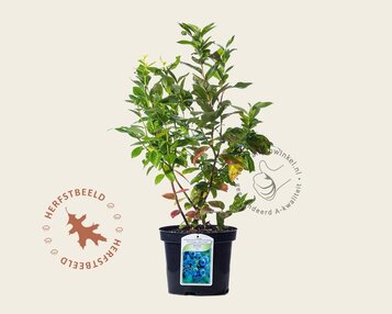 Vaccinium corymbosum 'Duke' image