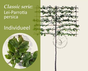 Lei-Parrotia - Classic - individueel geen extra's