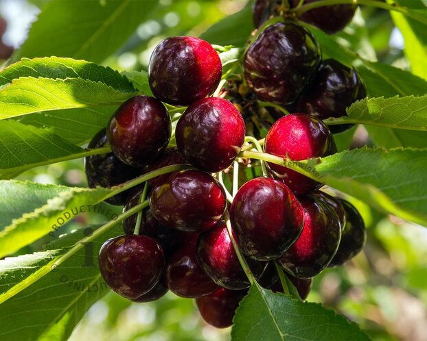 Prunus avium 'Lapins' - lei-vorm