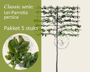 Lei-Parrotia - Classic - pakket 5 stuks + EXTRA'S! image