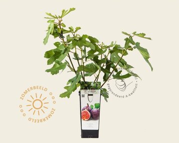 Ficus carica 'Rouge de Bordeaux' image