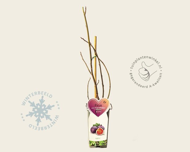 Ficus carica 'Rouge de Bordeaux'
