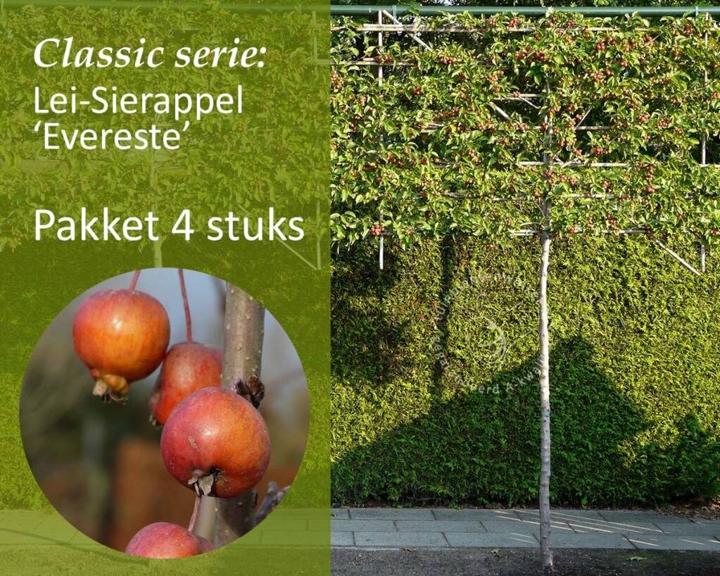 Lei-Sierappel 'Evereste' - Classic - pakket 4 stuks + EXTRA'S!