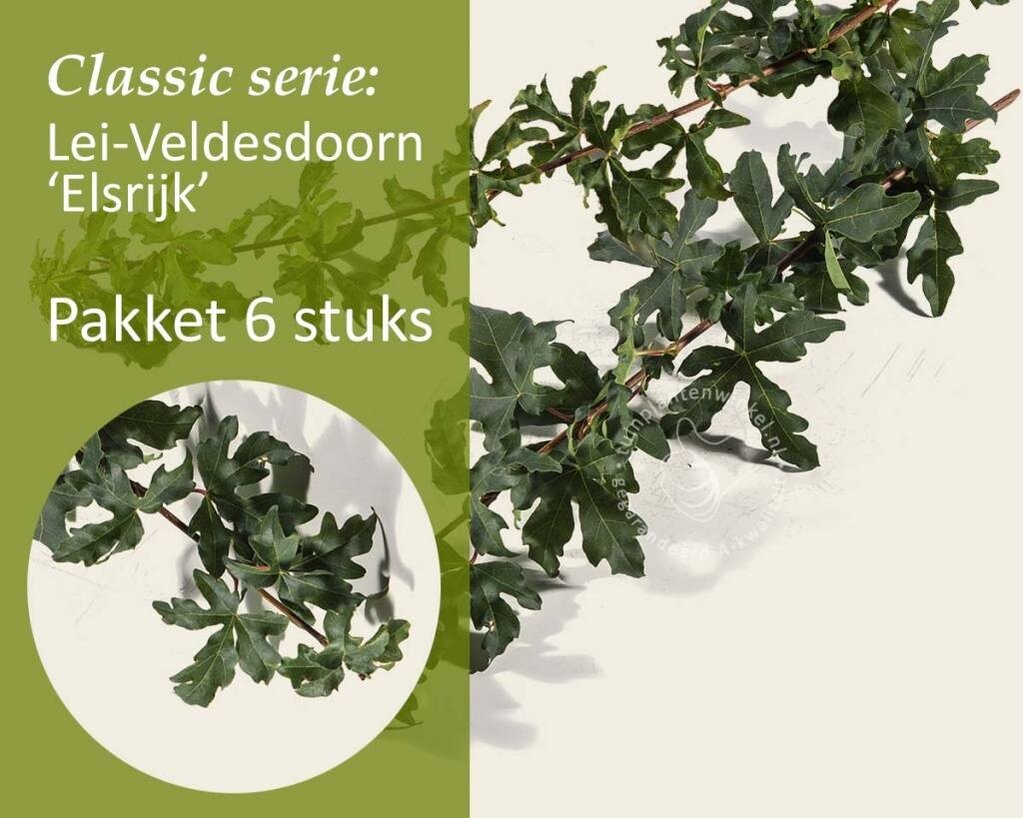 Lei-Veldesdoorn - Classic - pakket 6 stuks + EXTRA'S!