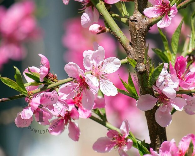 Prunus persica 'Saturn' - laagstam