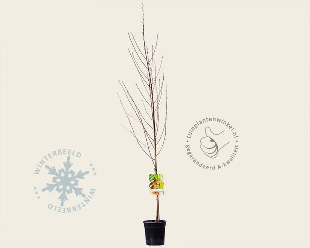 Prunus persica 'Saturn' - laagstam