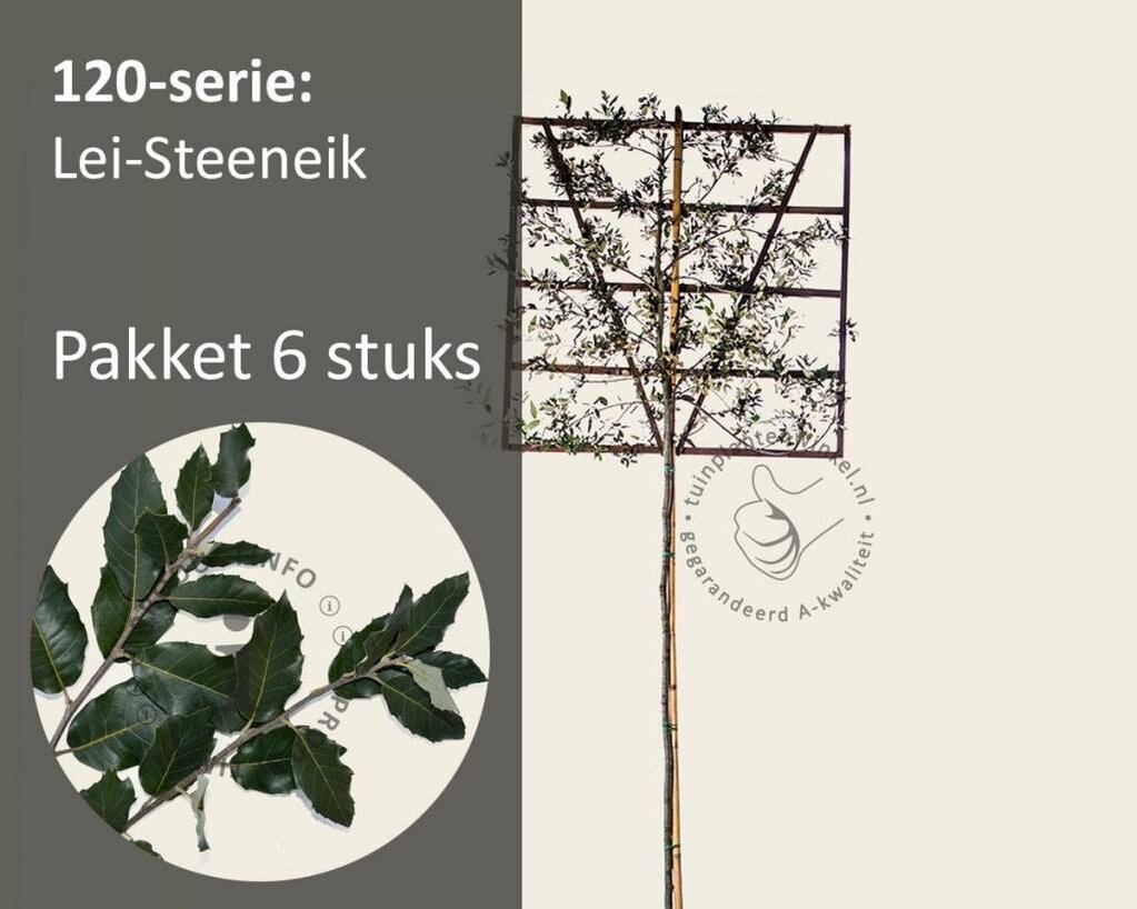 Lei-Steeneik - 120 - pakket 6 stuks + EXTRA'S!